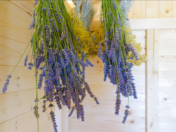 🌿 How to Grow Lavender at Home and Turn It Into Pure Botanical Beauty