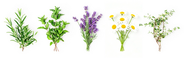 5 Plants That Are Great for Beginner Distillers